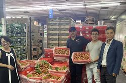Vải thiều Việt chinh phục thị trường Hoa Kỳ ngay đầu vụ