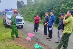 Lâm Đồng: Tiếp nhận cá thể tê tê Java quý hiếm đi lạc vào khu dân cư