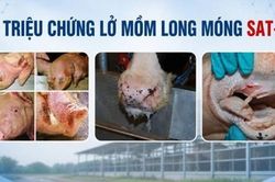 Quảng Trị: Triển khai c&aacute;c biện ph&aacute;p ph&ograve;ng, chống bệnh lở mồm long m&oacute;ng do vi r&uacute;t serotype SAT1