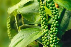 Giá tiêu hôm nay 5/6/2026: Đồng loạt tăng