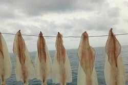 Kế hoạch xây dựng chính sách Luật Thủy sản