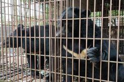 Kêu gọi chấm dứt tình trạng nuôi nhốt gấu tại Hà Nội