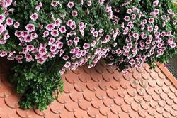 Nhà mát rượi ngày hè nhờ top 9 cây cảnh ban công chống nóng, chịu nắng gắt