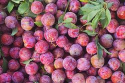 Quả mận đang chính vụ giá siêu rẻ, đem nấu canh hay om thịt vịt vừa lạ miệng vừa giải nhiệt ngày hè