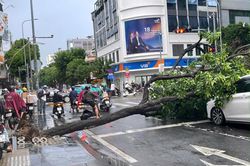 TP.HCM: Xử lý cây xanh nguy hiểm trước mùa mưa bão, đặc biệt là tuyến đường huyết mạch