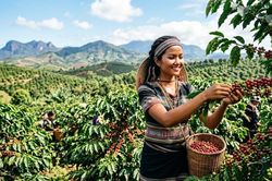 Giá cà phê hôm nay 6.6: Đà giảm chậm lại, thị trường chờ lực đỡ từ thế giới