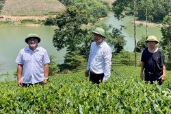 Thái Nguyên tôn vinh văn hóa trà qua hành trình trải nghiệm