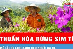 Lão nông thuần hóa rừng sim tím, mở lối du lịch xanh cho người Ba Na