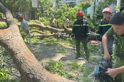 Khánh Hòa: Nhánh cây xanh gãy, đè người đi xe máy bị thương nặng