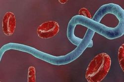 Chuyên gia y tế nói về đường lây truyền của Ebola