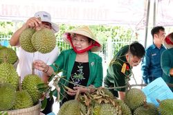 Nói thẳng lý do giá sầu riêng vừa chạm đỉnh đã rơi xuống đáy