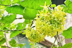 Hoa thiên lý có nhiều công dụng bất ngờ nhưng 5 nhóm người nên tránh ăn