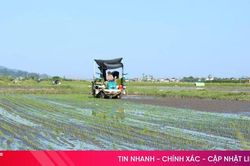 Hà Tĩnh hoàn thành gieo cấy hè thu, tạo lợi thế né tránh mưa bão cuối vụ
