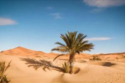 Gần 50 người chết khát giữa sa mạc Sahara