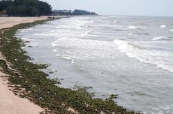 Bãi biển Hồ Tràm tràn ngập lục bình và rác thải