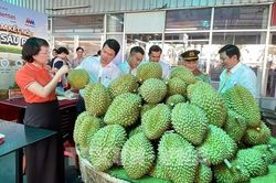 Gỡ rào cản hướng tới xuất khẩu sầu riêng bền vững