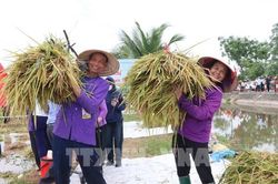Hải Phòng: Ngày hội lúa rươi hữu cơ và xúc tiến thương mại sản phẩm nông nghiệp, sản phẩm OCOP