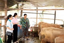 Nhiều mô hình hỗ trợ phụ nữ ở xã Bình Hòa