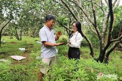 Trồng bưởi hữu cơ cho thị trường xuất khẩu
