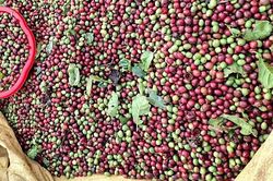 Giá cà phê giảm nhẹ, hồ tiêu đồng loạt tăng 1.000 đồng/kg