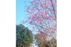 Từ sakura đến sắc thắm anh đào Vĩnh Sơn
