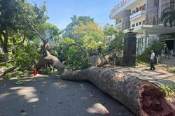 Cứu người đàn ông bị cây gãy đè trúng khi đang đi trên đường