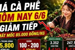 Giá cà phê hôm nay 6/6: Arabica lao dốc hơn 2%, thị trường chịu áp lực