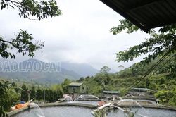 Nuôi cá nước lạnh trước áp lực nắng nóng