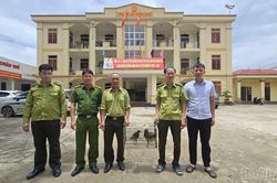Người dân tự nguyện giao nộp động vật hoang dã quý hiếm