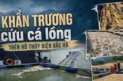 Khẩn trương cứu cá lồng trên hồ thủy điện Bắc Hà