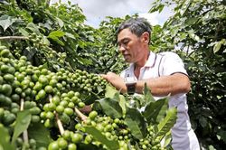 Làm gì để cà phê không còn xuất thô, bán rẻ?
