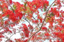 Hoa phượng nở gọi mùa hè về