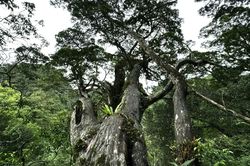 Phong Nha-Kẻ Bàng được công nhận là Khu Dự trữ sinh quyển thế giới