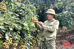 Chiềng Khương mùa nhãn chín sớm
