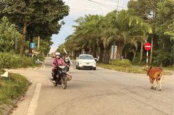 Tăng cường xử lý tình trạng thả rông trâu bò gây mất an toàn giao thông