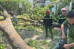 Cảnh sát cứu người đi xe máy bị cây xanh ngã đè trên phố