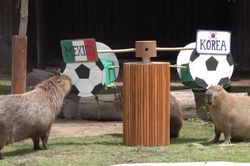 Vườn thú ở Mexico tràn ngập không khí World Cup