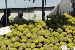 Sầu riêng RI6 ở miền Tây chỉ còn 30.000 – 35.000 đồng/kg