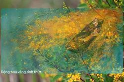 Động hoa vàng tỉnh thức