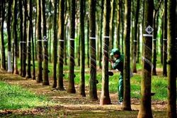 Doanh thu quý I tăng mạnh, Cao su Hòa Bình (HRC) tự tin đặt mục tiêu tăng trưởng cao năm 2026