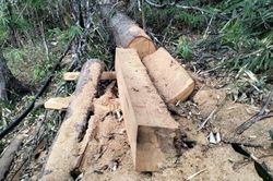 Lâm Đồng: Xử lý 10 vụ vi phạm Luật Lâm nghiệp