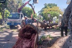 Khánh Hòa: Nhánh xà cừ cổ thụ gãy đè trúng xe máy, 1 người bị thương