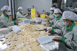 Ngọt thơm 'sữa trắng Ba Vì'