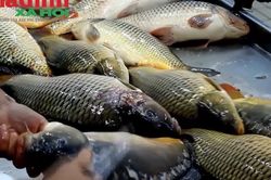 Loại cá sông quen thuộc ở chợ Việt được ví như 'ích mẫu hà tiêu', nhiều người chưa biết lý do