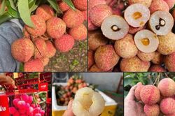 Một loại quả đặc sản của Việt Nam chính thức chinh phục thị trường Mỹ