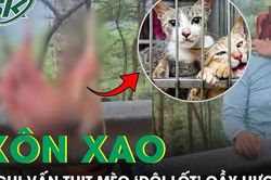 Xôn xao nghi vấn thịt mèo 'đội lốt' cầy hương, cơ quan chức năng vào cuộc