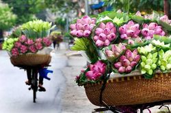 Trăm cánh sen hồng