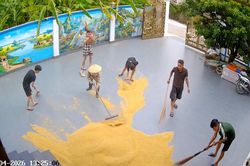 Clip nhóm thanh niên cào lúa giúp cụ bà ở Hải Phòng gây chú ý