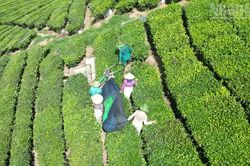 Hồ sơ giao đất cho Vinatea Mộc Châu: Những mâu thuẫn cần được làm rõ