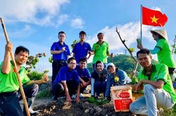 Trồng cây bàng vuông Trường Sa phủ xanh mũi Nghinh Phong, Vũng Tàu